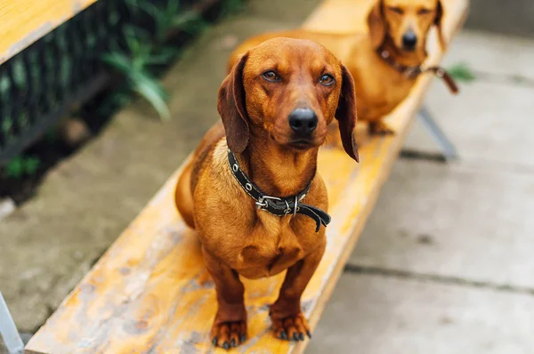 Perro Dachshund al aire libre. Hermoso Dachshund sentado en la w — Foto de Stock