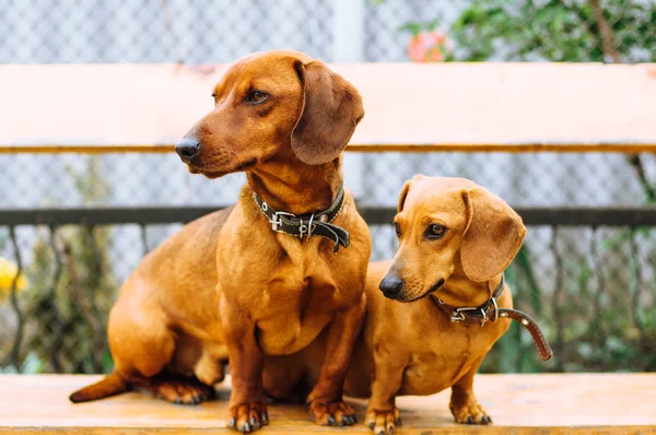 Perro Dachshund al aire libre. Hermoso Dachshund sentado en la w — Foto de Stock