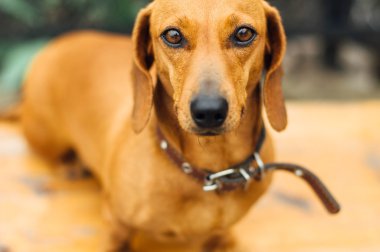 Dachshund Köpek açık. Güzel Dachshund w içinde oturan