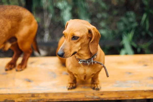 Perro Dachshund al aire libre. Hermoso Dachshund sentado en la w — Foto de Stock