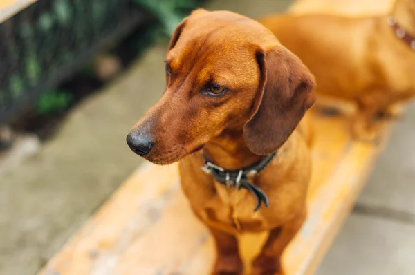 Perro Dachshund al aire libre. Hermoso Dachshund sentado en la w — Foto de Stock