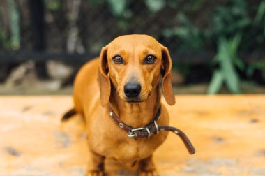 Dachshund Köpek açık. Güzel Dachshund w içinde oturan