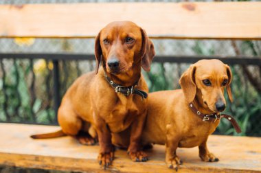 Dachshund Köpek açık. Güzel Dachshund w içinde oturan
