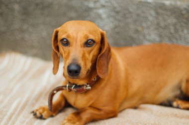 Dachshund Köpek açık. Güzel Dachshund w içinde oturan