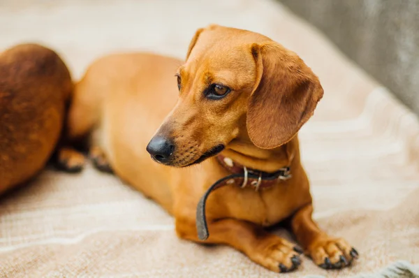Dachshund dog  in outdoor. Beautiful Dachshund sitting in the  w — Stock Photo, Image