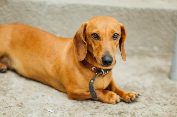 Dackelhund im Freien. schöne Dackel sitzt in der w — Stockfoto