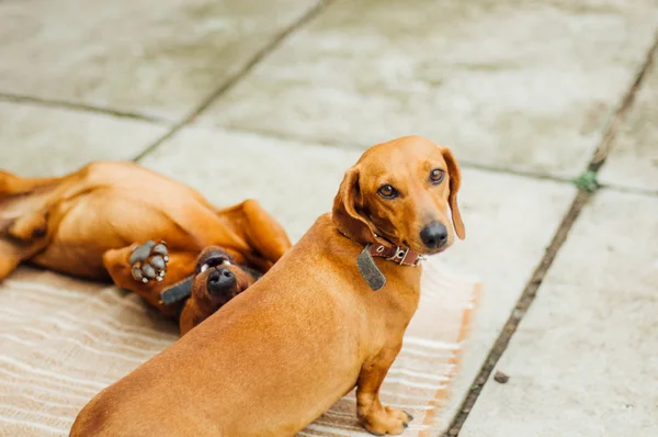 Perro Dachshund al aire libre. Hermoso Dachshund sentado en la w — Foto de Stock