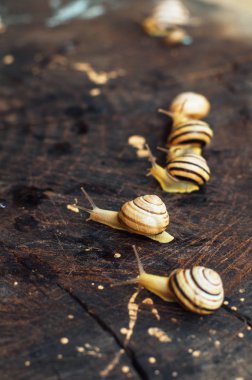 Sarı salyangoz Bahçe etrafında yürüyüş. Salyangoz TH ağaç üzerinde