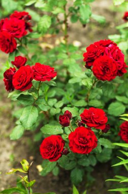 Bahçedeki şubede kırmızı gül