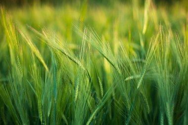 Parlak yeşil alan kabarık spikelets, yeşil çimen, SPI Closeup