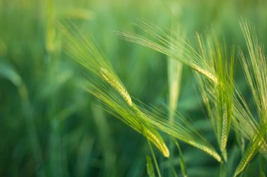 Parlak yeşil alan kabarık spikelets, yeşil çimen, SPI Closeup