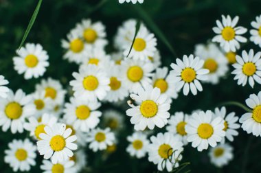 mor çiçekler, papatya çimen, güzel