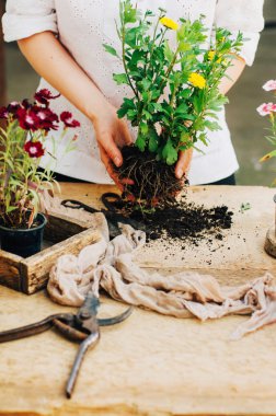 Bir tablo rustik, Bahçe işi bahçıvan. Bahçede çalışan, bir kadın bakımları flowerscarnations el ile kapatın. Kadının elleri. Çiçekli Bahçe aletleri.