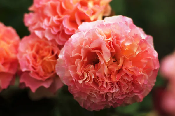 Pink roses in the garden — Stock Photo, Image