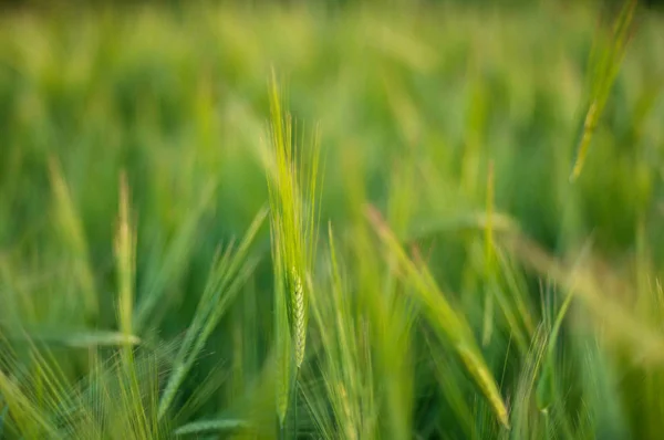Světle zelené louce nadýchané klásky, Closeup zelené trávy, Spi — Stock fotografie