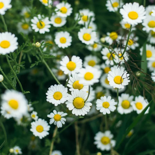 Purple flowers, chamomile grass, beautiful — Stock Photo, Image