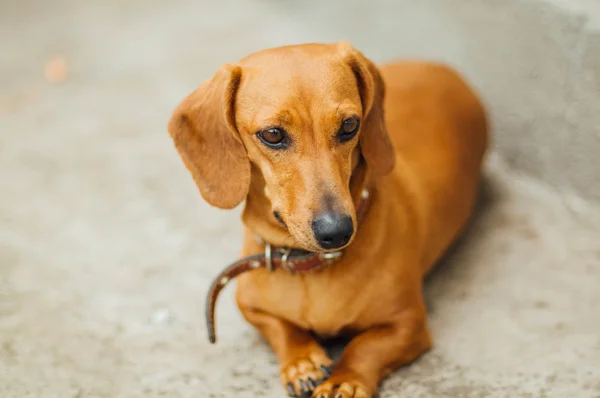 Perro Dachshund al aire libre. Hermoso Dachshund sentado en la w — Foto de Stock