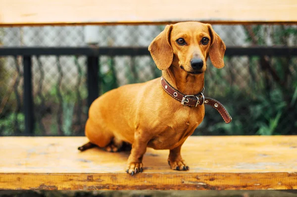 Perro Dachshund al aire libre. Hermoso Dachshund sentado en la w — Foto de Stock