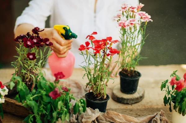 Κηπουρός την κηπουρική εργασία σε ρουστίκ πίνακα. Εργάζονται στον κήπο, κοντινό πλάνο της τα χέρια της μια γυναίκα ενδιαφέρεται flowerscarnations. Γυναικεία χέρια. Εργαλεία κήπου με λουλούδια. — Φωτογραφία Αρχείου