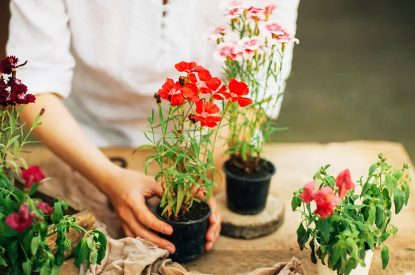 Tukang kebun melakukan pekerjaan berkebun di sebuah meja pedesaan. Bekerja di kebun, dekat dari tangan seorang wanita yang peduli bunga-bunga menakutkan. Tangan Womans. Peralatan taman dengan bunga . — Stok Foto