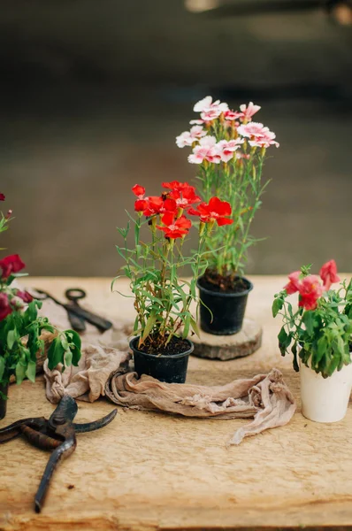 Giardiniere che fa lavori di giardinaggio a un tavolo rustico. Lavorando in giardino, da vicino delle mani di una donna si preoccupa per i fiori scarnazioni. Le mani delle donne. Attrezzi da giardino con fiori . — Foto Stock