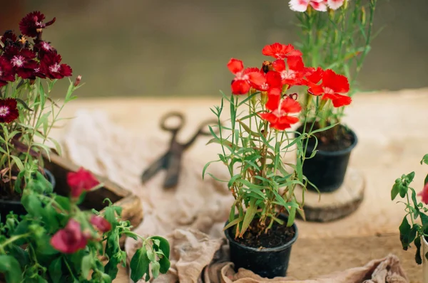 Jardinero haciendo trabajo de jardinería en una mesa rústica. Trabajando en el jardín, cerca de las manos de una mujer cuida las cicatrices de flores. Manos de mujer. Herramientas de jardín con flores . —  Fotos de Stock
