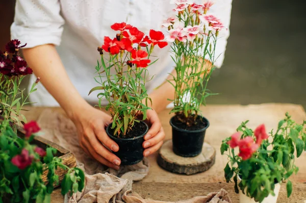 Κηπουρός την κηπουρική εργασία σε ρουστίκ πίνακα. Εργάζονται στον κήπο, κοντινό πλάνο της τα χέρια της μια γυναίκα ενδιαφέρεται flowerscarnations. Γυναικεία χέρια. Εργαλεία κήπου με λουλούδια. — Φωτογραφία Αρχείου