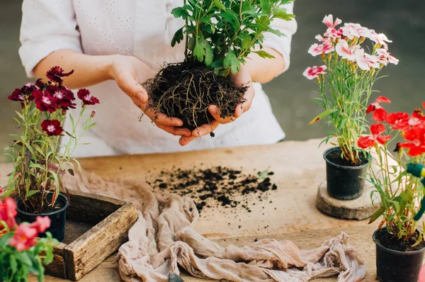 Tukang kebun melakukan pekerjaan berkebun di sebuah meja pedesaan. Bekerja di kebun, dekat dari tangan seorang wanita yang peduli bunga-bunga menakutkan. Tangan Womans. Peralatan taman dengan bunga . — Stok Foto