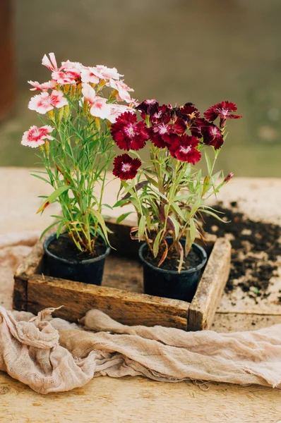 Gardener doing gardening work at a table rustic. Working in the garden, close up of the hands of a woman cares flowerscarnations. Womans hands. Garden tools with flowers. — Stock Photo, Image