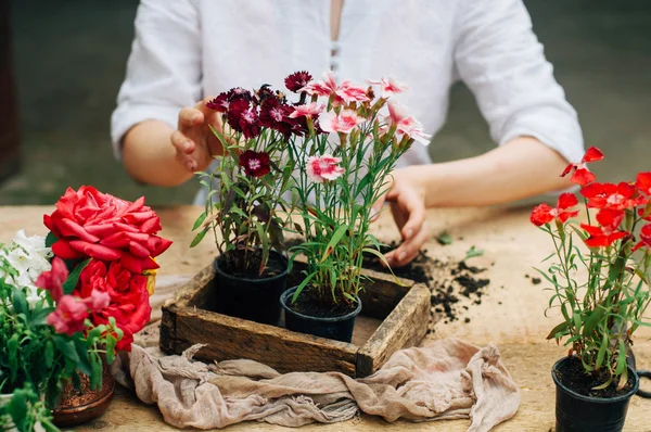 Tukang kebun melakukan pekerjaan berkebun di sebuah meja pedesaan. Bekerja di kebun, dekat dari tangan seorang wanita yang peduli bunga-bunga menakutkan. Tangan Womans. Peralatan taman dengan bunga . — Stok Foto