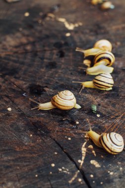 Sarı salyangoz Bahçe etrafında yürüyüş. Salyangoz TH ağaç üzerinde