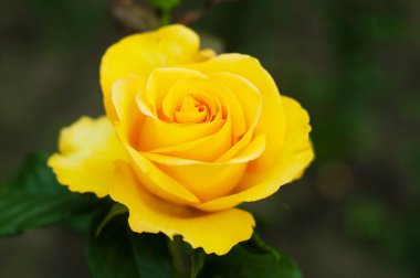 Bahçede turuncu sarı güller