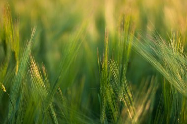 Parlak yeşil alan kabarık spikelets, yeşil çimen, SPI Closeup