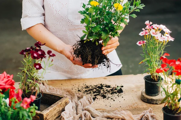 Κηπουρός κηπουρική εργασία στο ρουστίκ πίνακα. Εργάζονται στον κήπο, κοντινό πλάνο από τα χέρια της μια γυναίκα ενδιαφέρεται flowercarnations. Γυναικεία χέρια. Εργαλεία κήπου με λουλούδια. — Φωτογραφία Αρχείου
