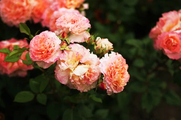 Pink roses in the garden — Stock Photo, Image