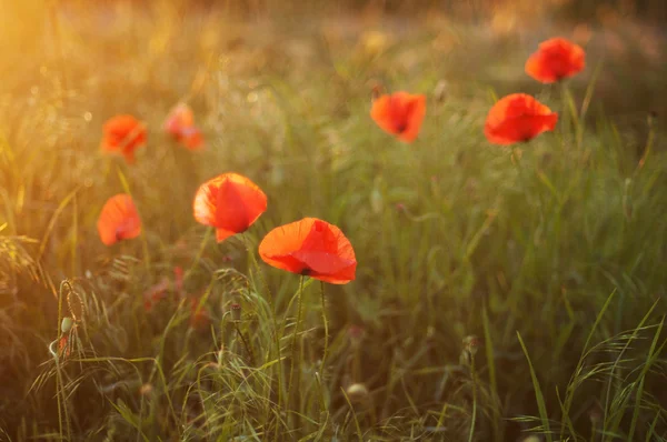 Red poppy blooming on field. Red poppy flowers in the oil seed r — Stock Photo, Image