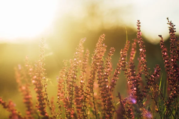 Wildflowers at sunset.  field with wild flowers. small purple  w — Stock Photo, Image