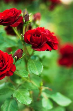 Bahçedeki şubede kırmızı gül