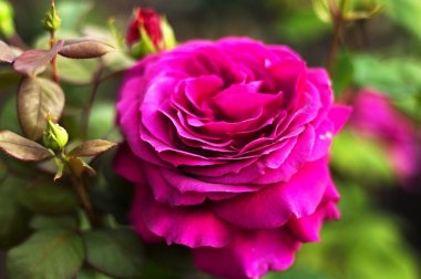 Bahçede pembe güller