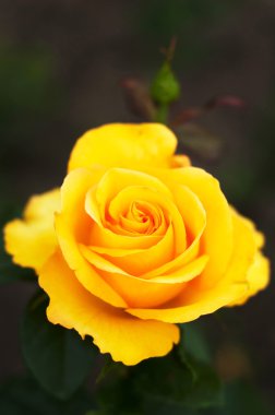 Bahçede turuncu sarı güller