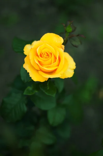 Algumas rosas amarelas alaranjadas no jardim — Fotografia de Stock