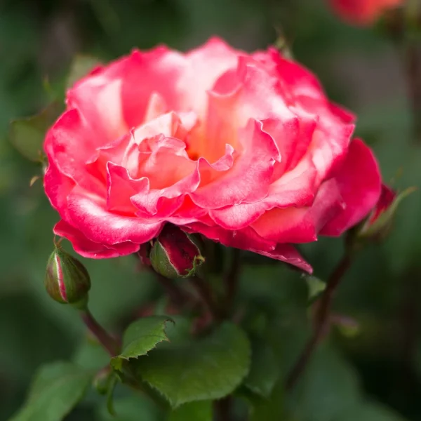 Pink roses in the garden — Stock Photo, Image