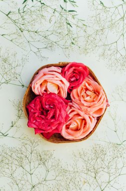 izole üzerinde beyaz backg çerçeve pembe Güllü, dalları, yaprakları