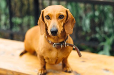 Dachshund Köpek açık. Güzel Dachshund w içinde oturan