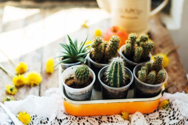 Çeşitli kaktüs bitkileri, seçici odak. Kaktüs ve sulu co