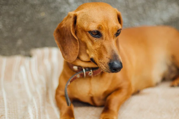 Dachshund собака на открытом воздухе. Фабрегас сидит в запасе — стоковое фото