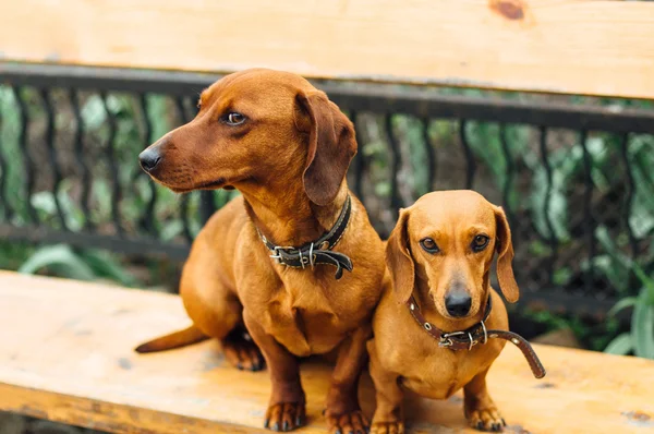 Dachshund собака на открытом воздухе. Фабрегас сидит в запасе — стоковое фото