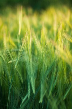 Parlak yeşil alan kabarık spikelets, yeşil çimen, SPI Closeup