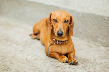 Dachshund Köpek açık. Güzel Dachshund w içinde oturan