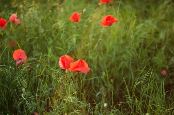 Punaunikko kukkii pellolla. Punaunikon kukat öljysiemenissä — kuvapankkivalokuva